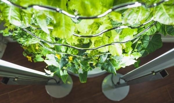 Домашний гидропонный сад iHarvest ускоряет рост овощей в два раза