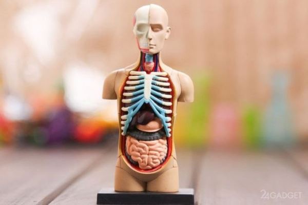 3D-криопечать позволит массово создавать донорские органы (3 фото + видео)