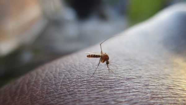Ученые сломали у комаров систему поиска человека
