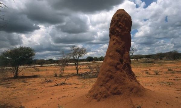 В Африке появилось здание, копирующее лучшие изобретения термитов